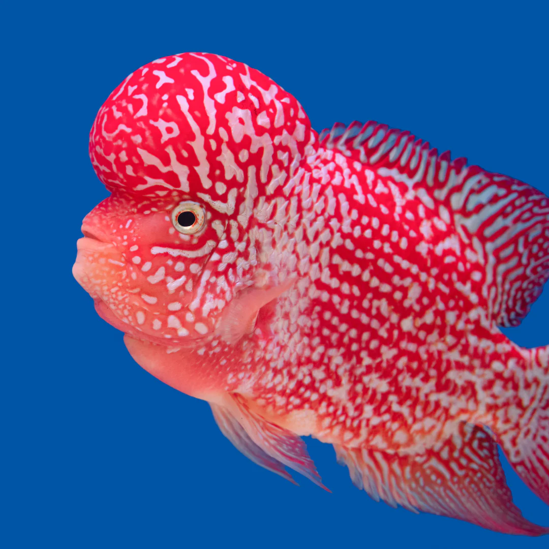 Flower Horn Fish